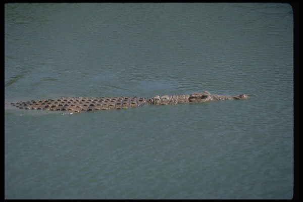 416031 Nile Crocodile A4 Photo Print