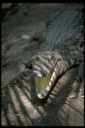 416032 Saltwater Crocodile (Crocodylus Porosus) A4 Photo Print