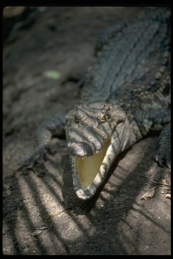 416032 Saltwater Crocodile (Crocodylus Porosus) A4 Photo Print
