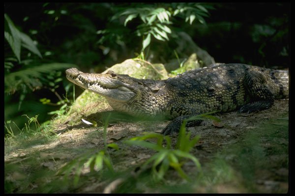 416034 Saltwater Crocodile (Crocodylus Porosus) A4 Photo Print