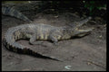 416035 Saltwater Crocodile (Crocodylus Porosus) A4 Photo Print