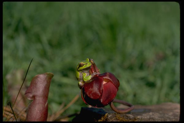 416036 Pine Barrens Tree Frog A4 Photo Print