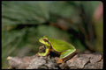 416037 Pine Barrens Tree Frog A4 Photo Print
