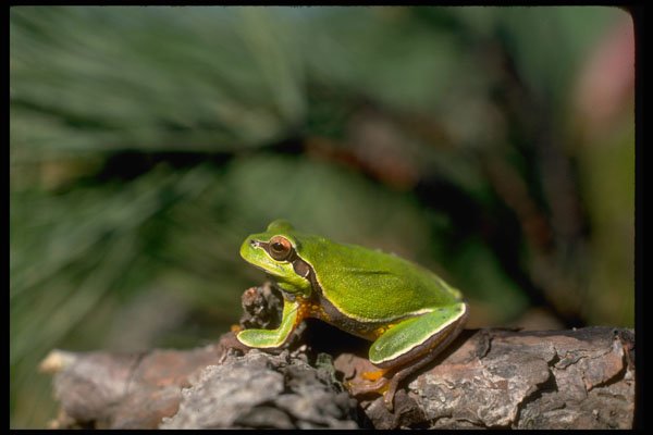 416037 Pine Barrens Tree Frog A4 Photo Print