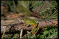 416038 Pine Barrens Tree Frog A4 Photo Print