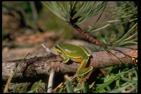 416038 Pine Barrens Tree Frog A4 Photo Print