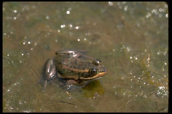 416039 Carpenter Frog Sitting In Sphagnum Moss A4 Photo Print