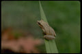 416040 Spring Peeper Tree Frog A4 Photo Print
