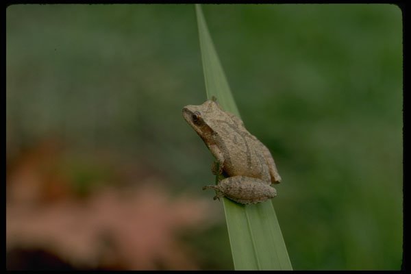 416040 Spring Peeper Tree Frog A4 Photo Print