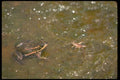 416041 Carpenter Frog Chasing Cricket A4 Photo Print
