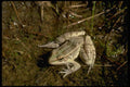 416043 Rio Grande Leopard Frog A4 Photo Print