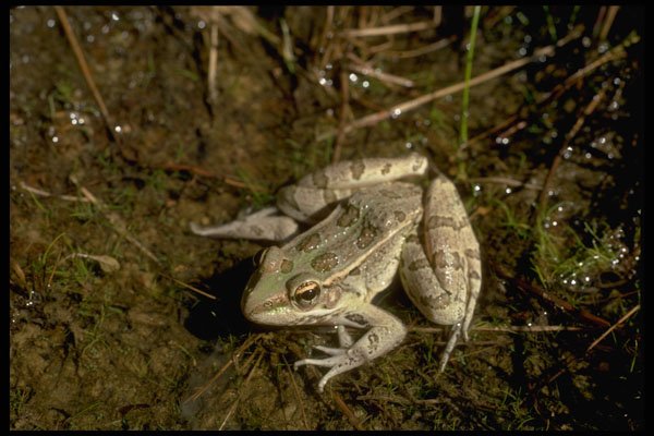 416043 Rio Grande Leopard Frog A4 Photo Print