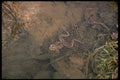 416044 Wood Frog With Eggs A4 Photo Print