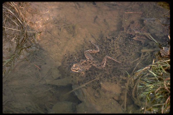 416044 Wood Frog With Eggs A4 Photo Print