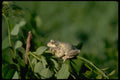 416045 Gray Tree Frog A4 Photo Print