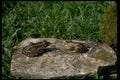 416046 Leopard Frog (left) And Pickerel Frog (right) A4 Photo Print