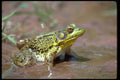 416047 Green Frog, Male A4 Photo Print