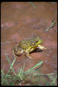 416048 Green Frog, Male A4 Photo Print