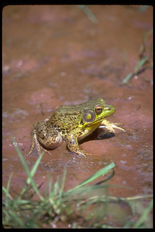 416048 Green Frog, Male A4 Photo Print