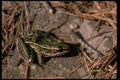 416049 Leopard Frog A4 Photo Print