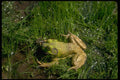 416050 Bullfrog (male) Eating Carpenter Frog A4 Photo Print