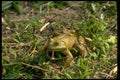 416051 Bullfrog (male) Eating Worm A4 Photo Print
