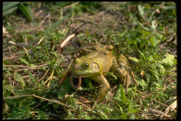 416051 Bullfrog (male) Eating Worm A4 Photo Print