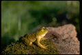 416052 Bullfrog, Juvenile Female At Twilight A4 Photo Print