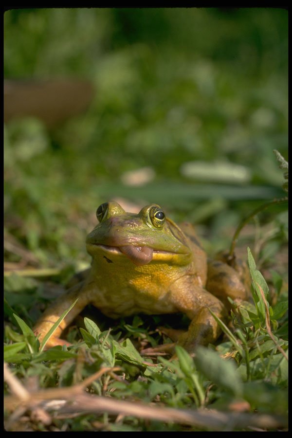 416053 Bullfrog Eating Earthworm A4 Photo Print