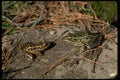 416055 Pickerel Frog (left) And Leopard Frog (right) A4 Photo Print