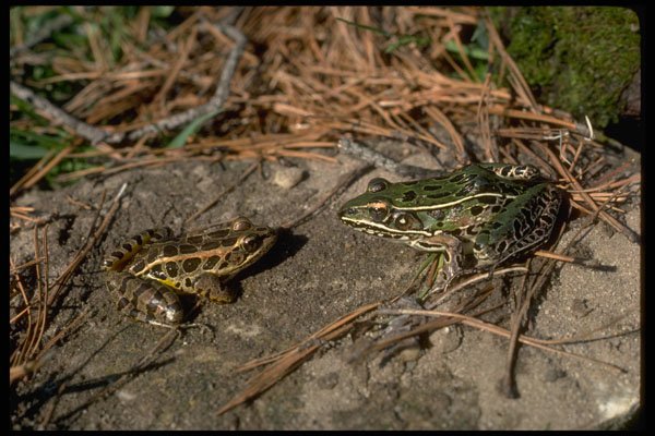 416055 Pickerel Frog (left) And Leopard Frog (right) A4 Photo Print