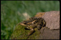 416056 Pickerel Frog A4 Photo Print