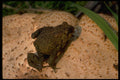 416057 American Toad A4 Photo Print
