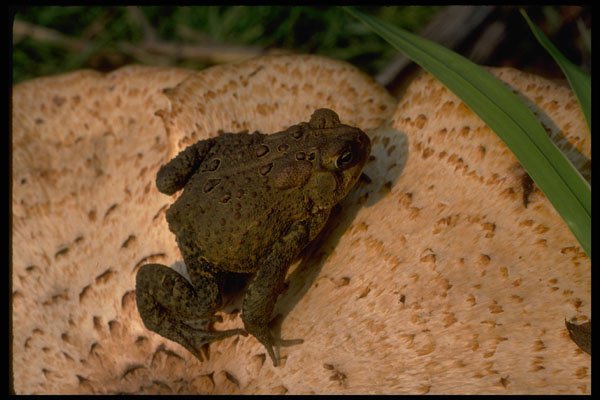 416057 American Toad A4 Photo Print