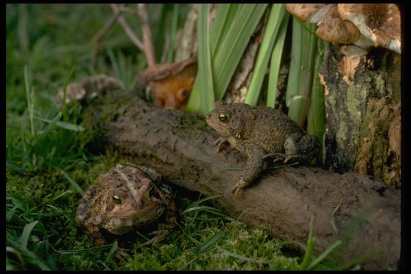 416058 American Toads (female) A4 Photo Print