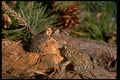 416059 Southern Toads (male On Left And Female On Right) A4 Photo Print