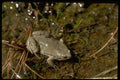 416060 Great Plains Narrow mouthed Toad A4 Photo Print