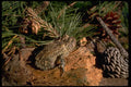416061 Southern Toad A4 Photo Print