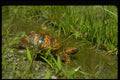 416062 Eastern Box Turtle, Highly Variable Markings A4 Photo Print