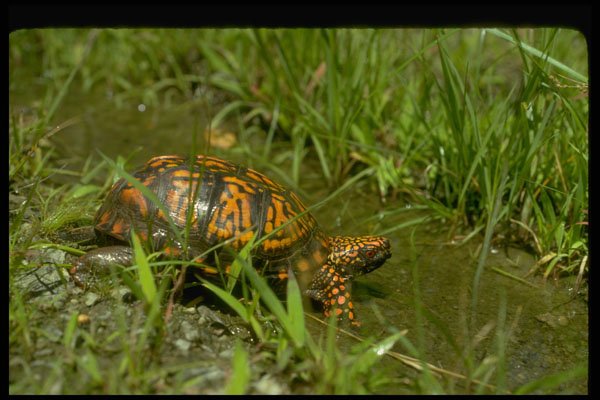 416062 Eastern Box Turtle, Highly Variable Markings A4 Photo Print