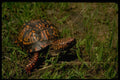 416063 Eastern Box Turtle, Highly Variable Markings A4 Photo Print