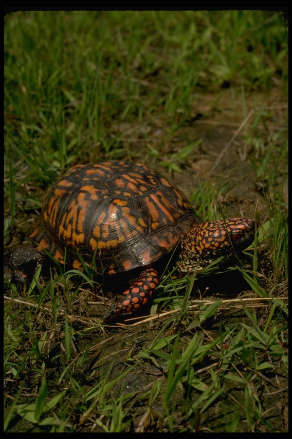 416064 Eastern Box Turtle, Highly Variable Markings A4 Photo Print