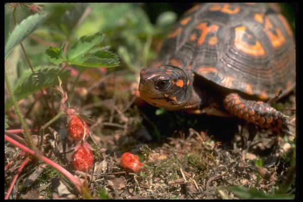 416065 Eastern Box Turtle, Eating Wild Strawberries A4 Photo Print
