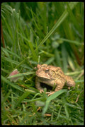 416066 Fowler's Toad A4 Photo Print