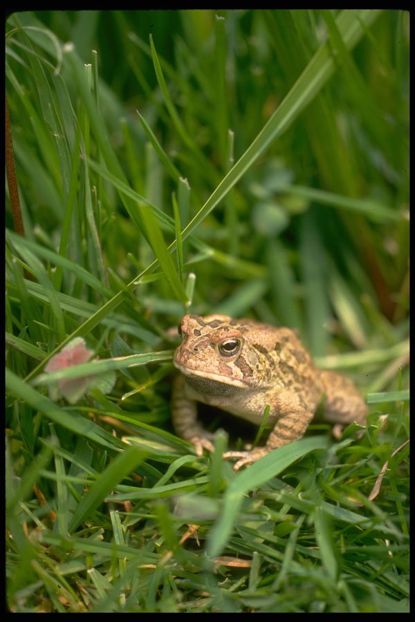 416066 Fowler's Toad A4 Photo Print