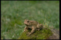 416067 Fowler's Toad A4 Photo Print