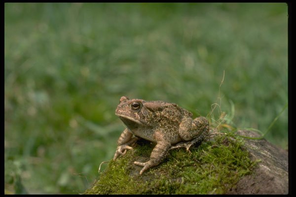 416067 Fowler's Toad A4 Photo Print