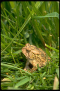 416068 Fowler's Toad A4 Photo Print