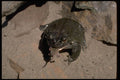 416070 Colorado River Toad Swallowing Young Mouse A4 Photo Print