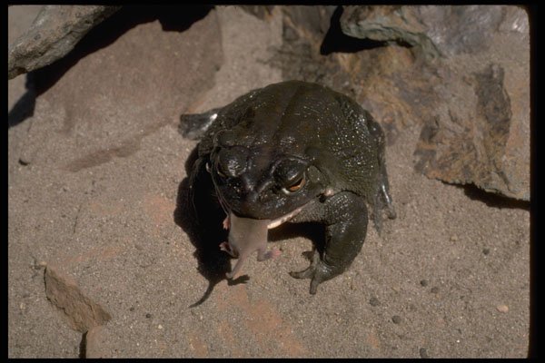 416070 Colorado River Toad Swallowing Young Mouse A4 Photo Print